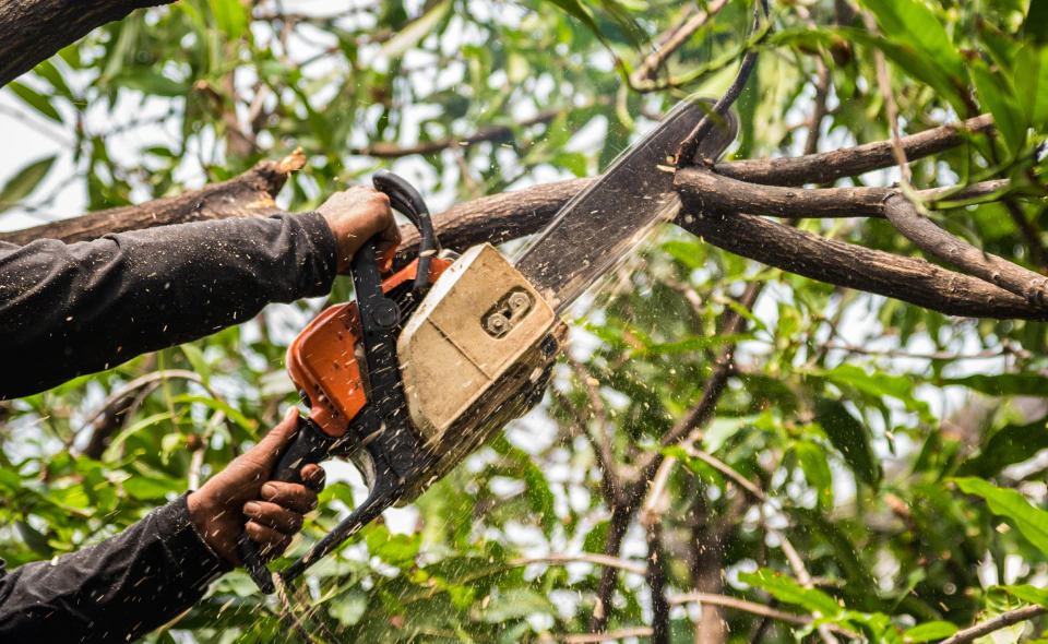 close up shot of worker trimming trees