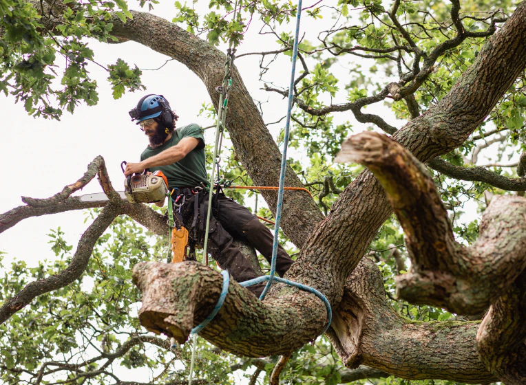 worker cutting tree branches