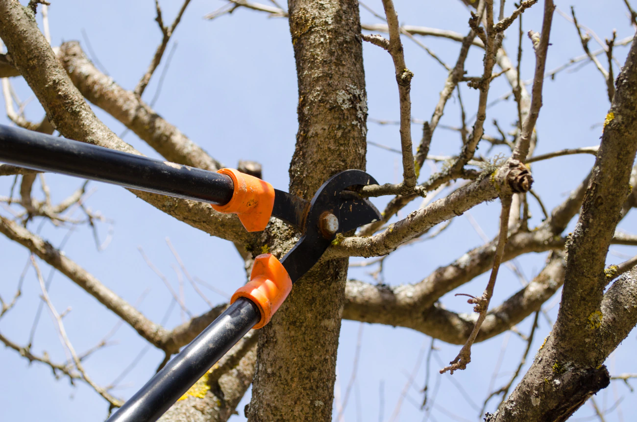 tree pruning in progress
