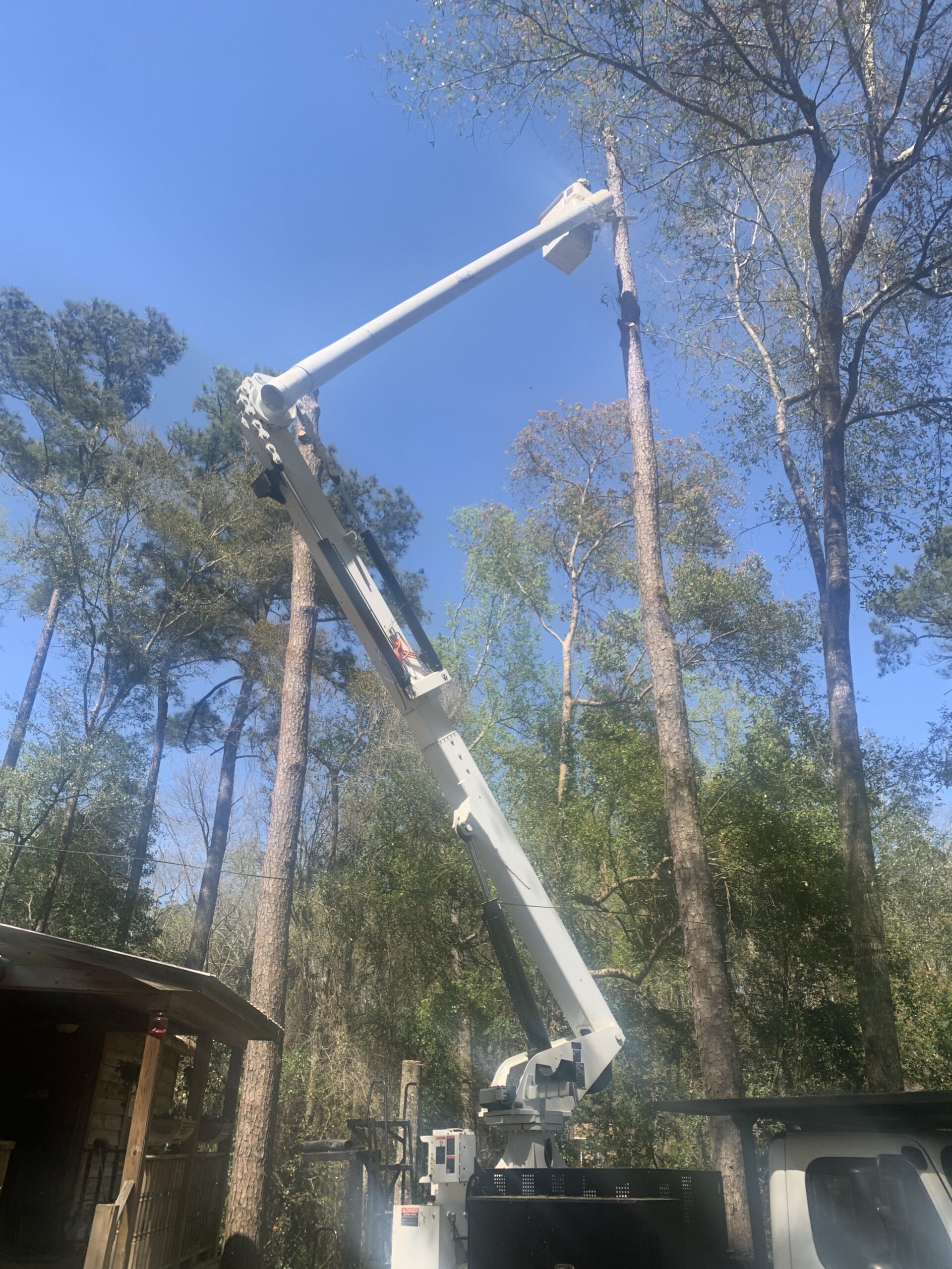 Tree Removal Expert